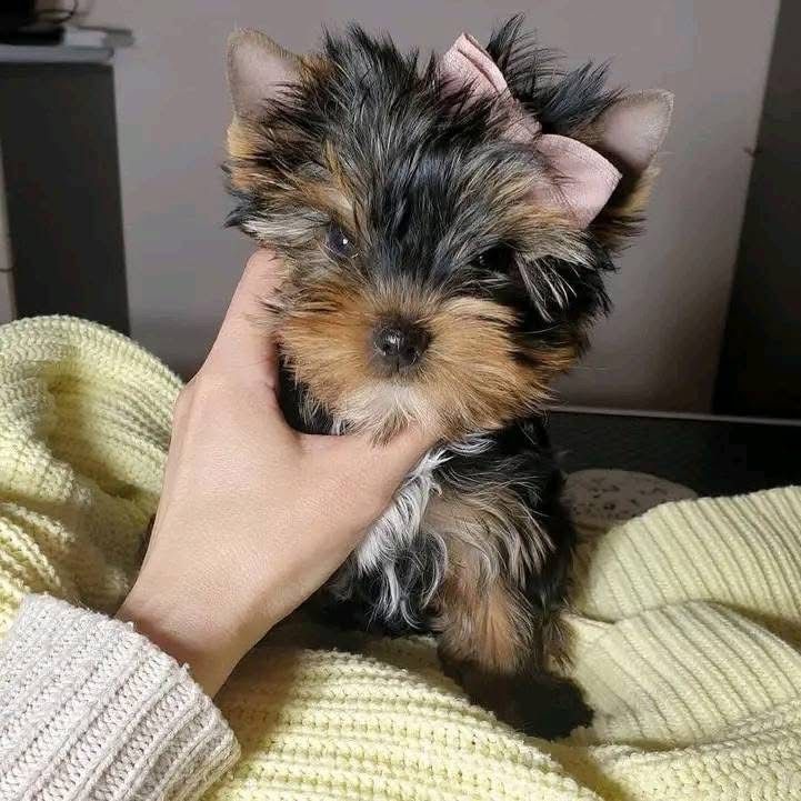 Simon